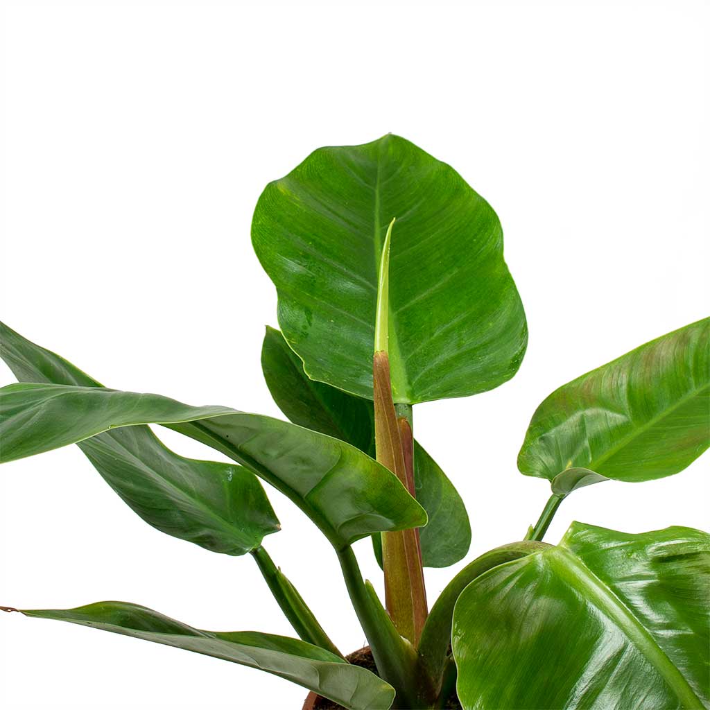 Philodendron Imperial Green Leaves