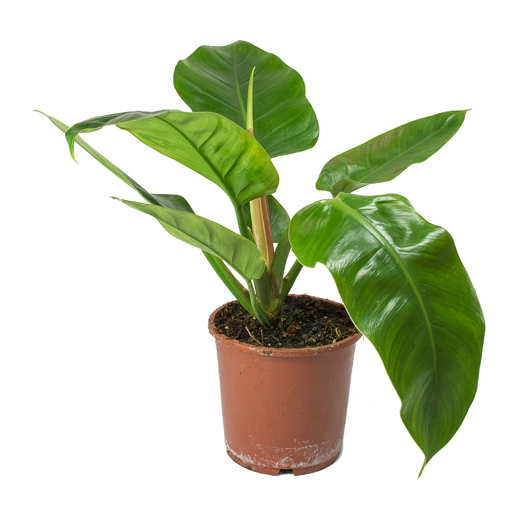 Philodendron Imperial Green