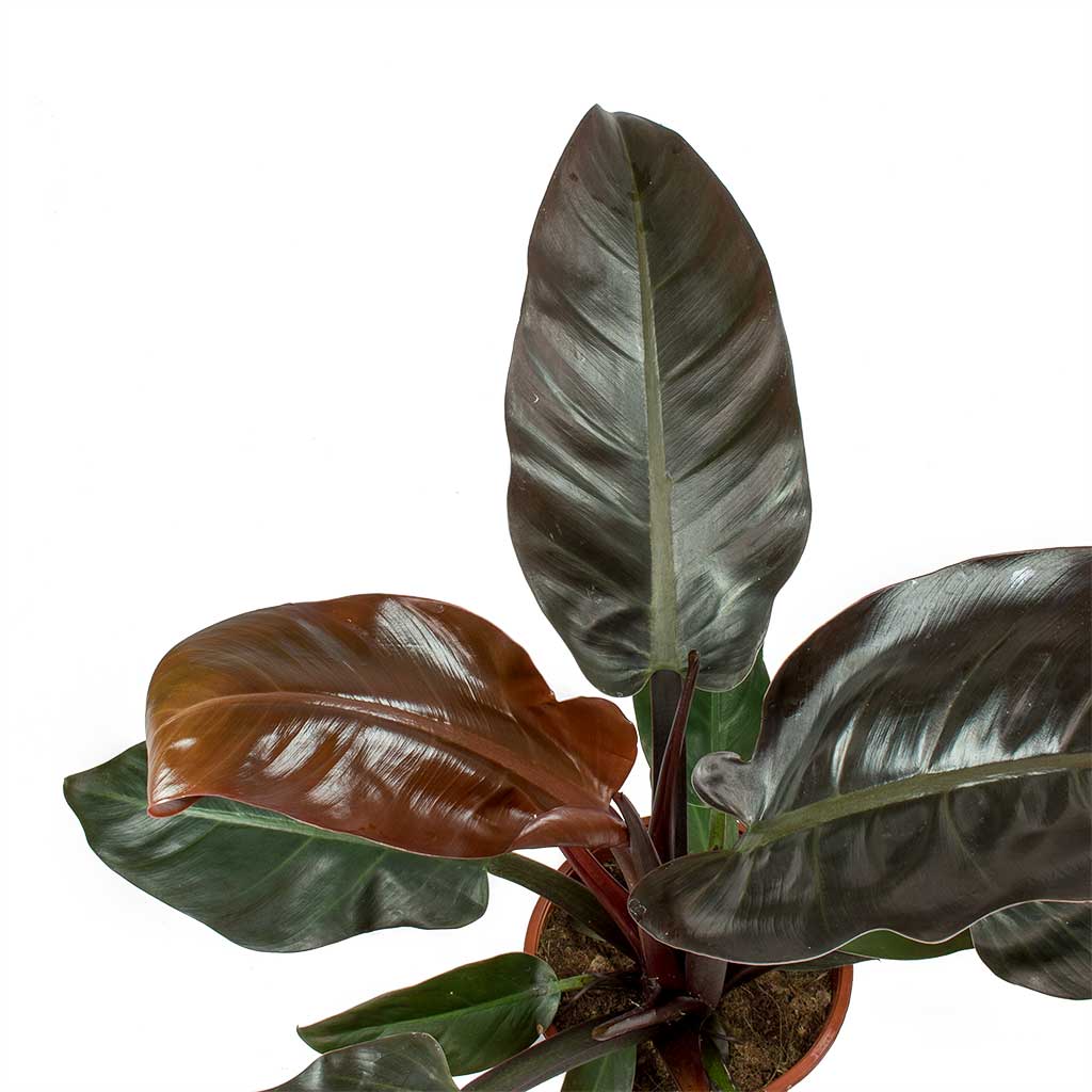 Philodendron Imperial Red Leaves