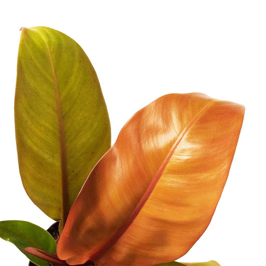 Philodendron Prince of Orange Houseplant Close-Up