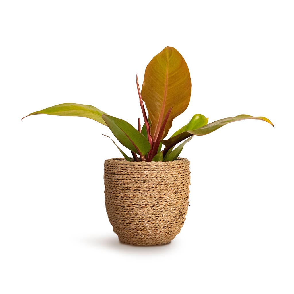Philodendron Prince of Orange & Cody Plant Pot Straw Grass