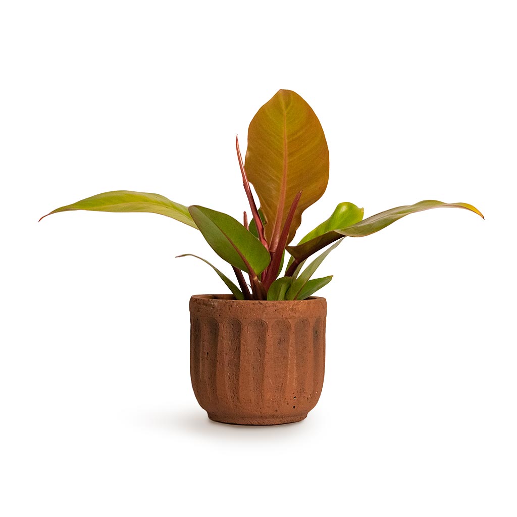 Philodendron Prince of Orange & Duncan Plant Pot Rust