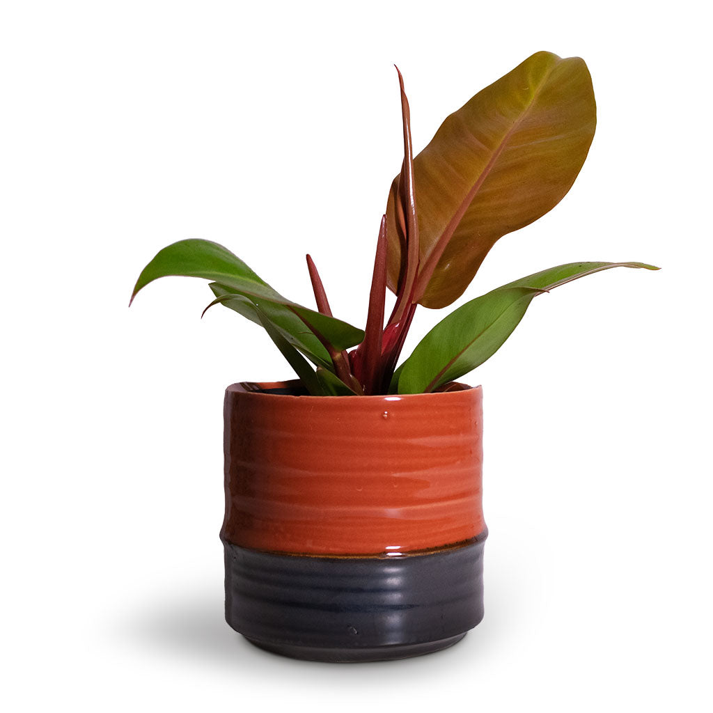 Marlijn Plant Pot - Coral & Prince of Orange Philodendron