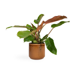Philodendron Prince of Orange Houseplant & Jordy Plant Pot - Caramel