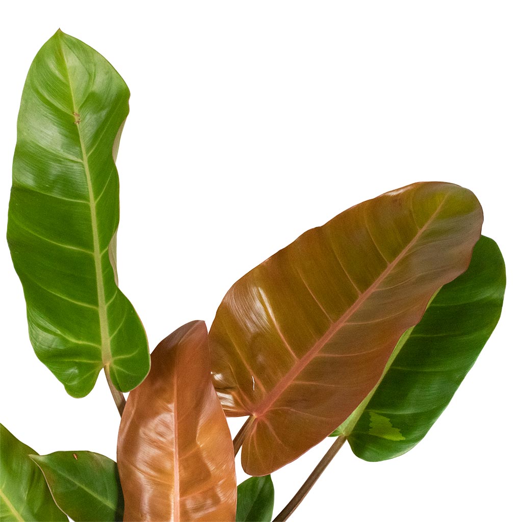 Philodendron Prince of Orange Leaves