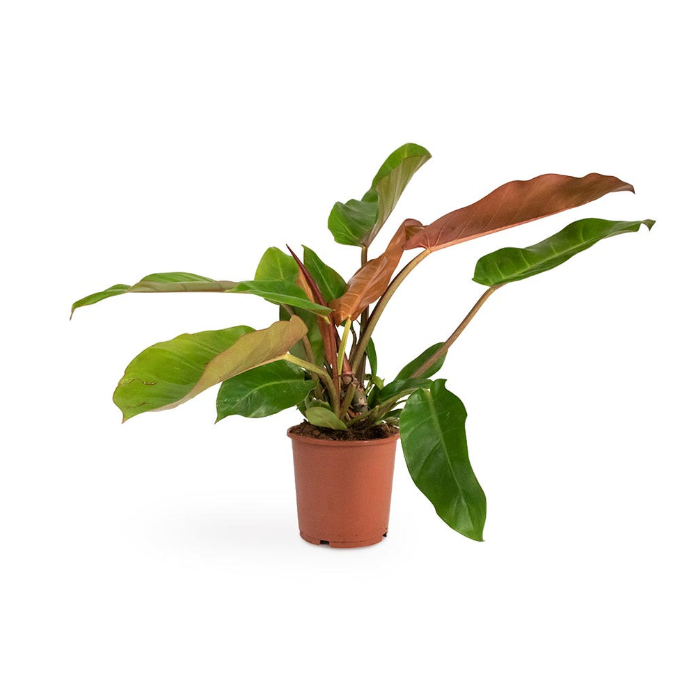 Philodendron Prince of Orange Houseplant | Hortology - HORTOLOGY