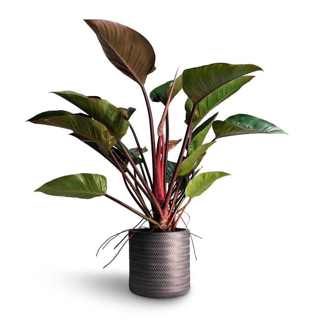 Philodendron Red Beauty & Angle Cylinder Plant Pot - Anthracite