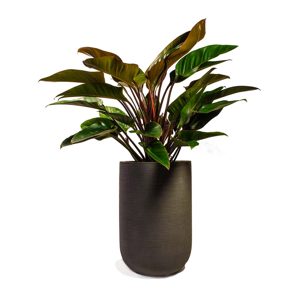 Philodendron Red Beauty 27x90cm & Plant Pot Cody Ridged - Dark Grey