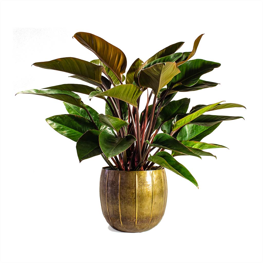 Philodendron Red Beauty & Plant Pot Gusto Old Brown