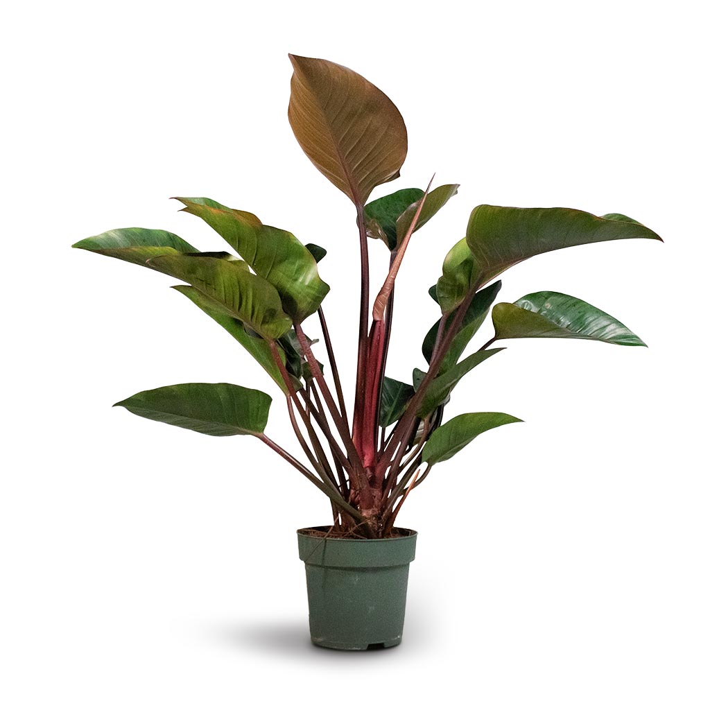 philodendron soft leaves Heart-leaf Philodendron – Plant Detectives main image 0