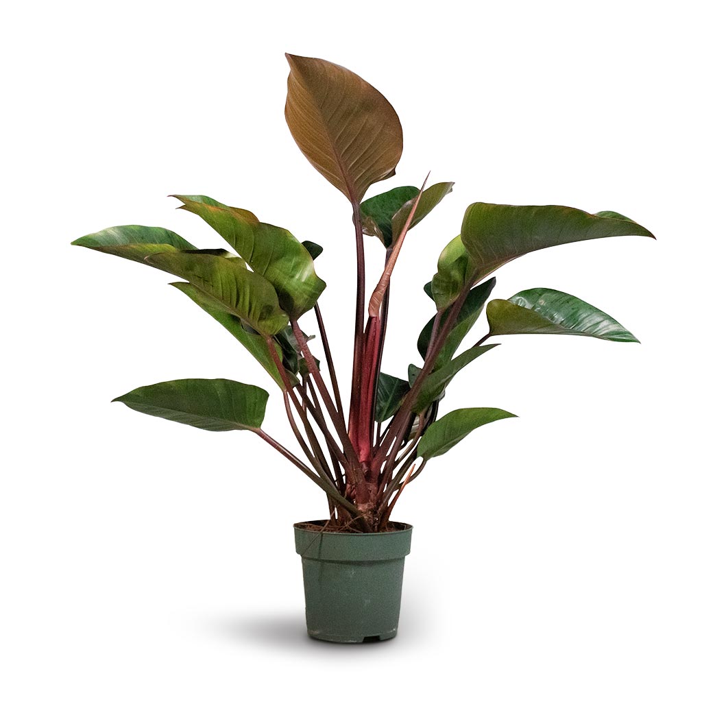 Philodendron Red Beauty - 27 x 90cm