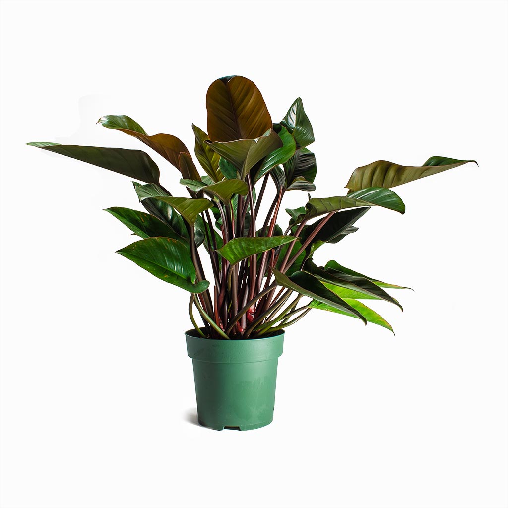 Philodendron Red Beauty Large