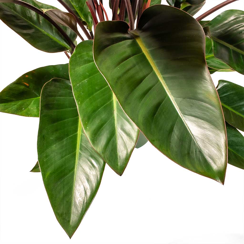 Philodendron Red Beauty Leaves