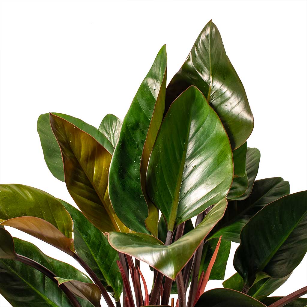 Philodendron Red Beauty Upper Leaves
