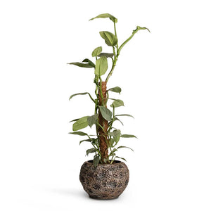 Philodendron Silver Queen Moss Pole & Luxe Lite Moon Globe Planter Bronze