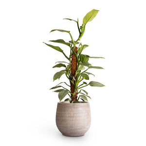 Philodendron Silver Queen Moss Pole & Ryan Plant Pot White Black