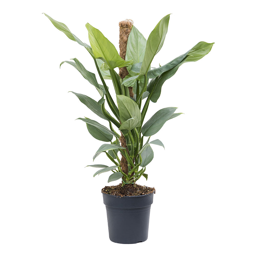 Philodendron hastatum Silver Queen - Moss Pole Houseplants | Hortology