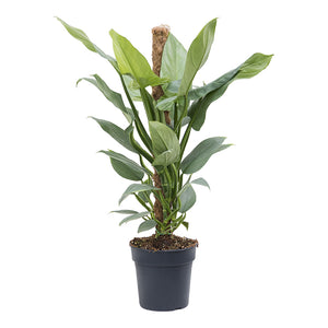 Philodendron Silver Queen Moss Pole