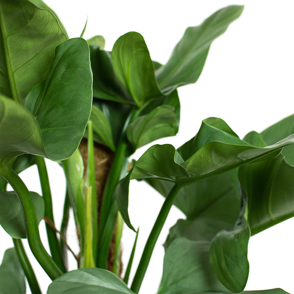 Philodendron Silver Queen Moss Pole Close-Up