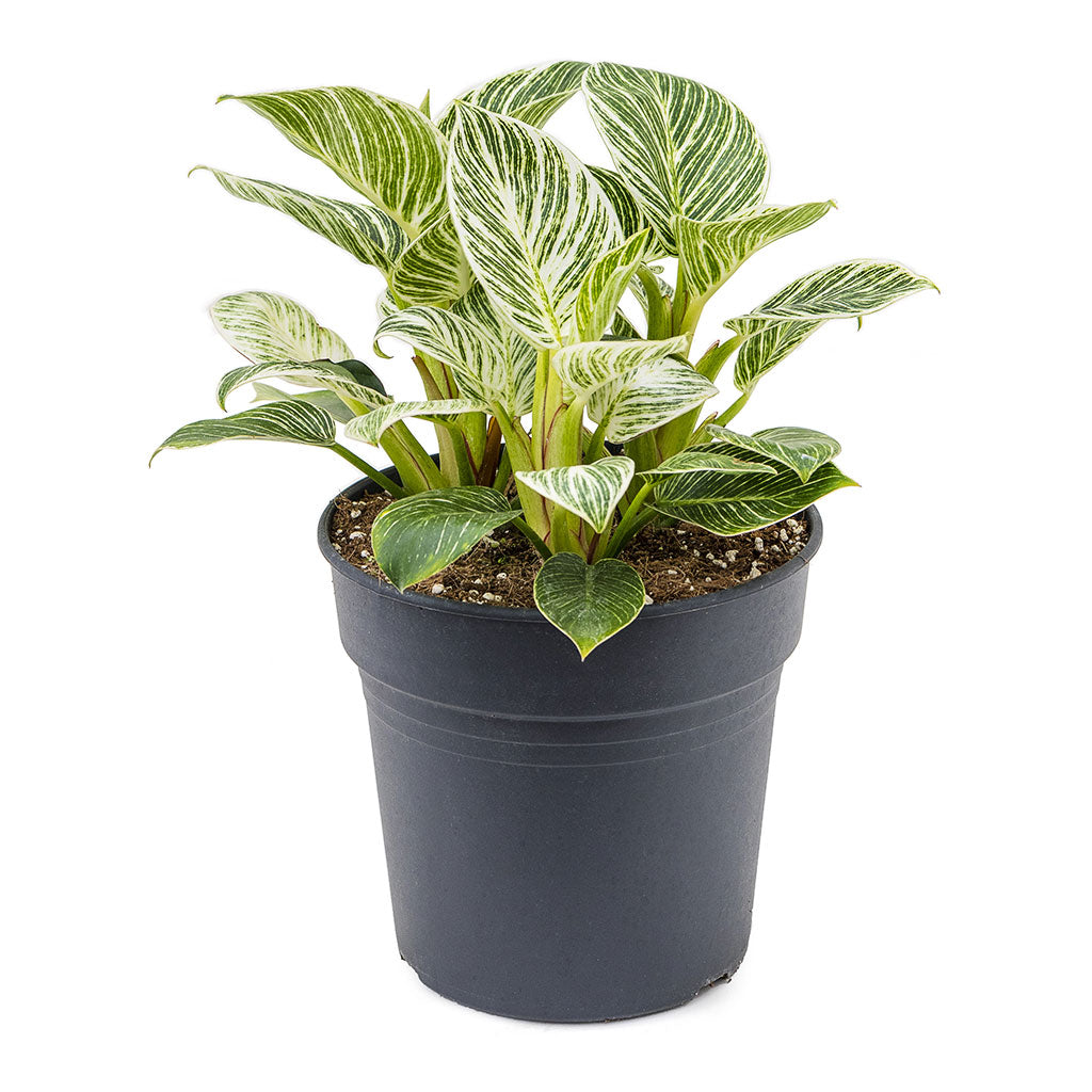 Philodendron White Wave Large