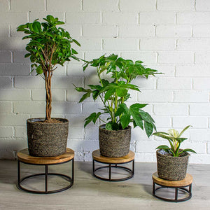 Philodendron White Wave, Fatsia japonica Japanese Aralia, Ficus Moclame Indian Laurel Twisted Stem, Maartje Plant Baskets Black