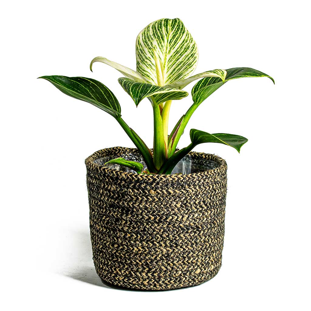 Philodendron White Wave & Maartje Plant Baskets Set of 5 Black