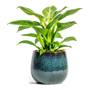 Philodendron White Wave & Odile Plant Pot Petrol