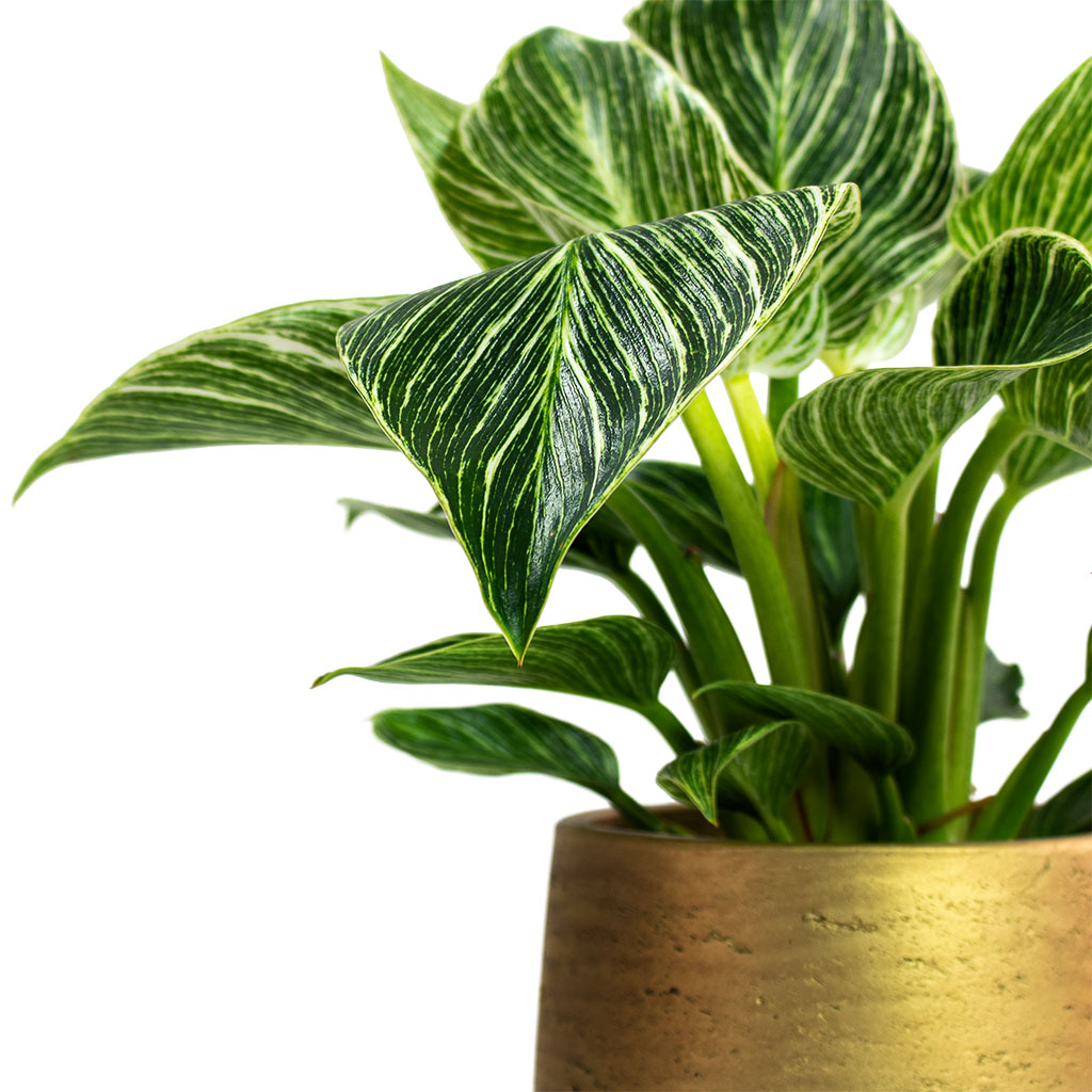 Philodendron White Wave with Patt Plant Pot Metallic Gold Close-Up