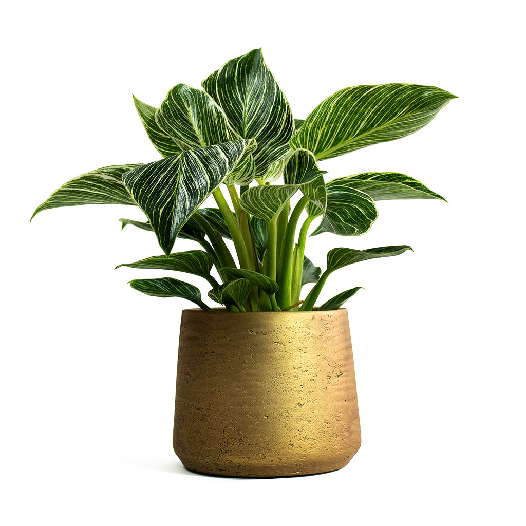 Philodendron White Wave with Patt Plant Pot Metallic Gold