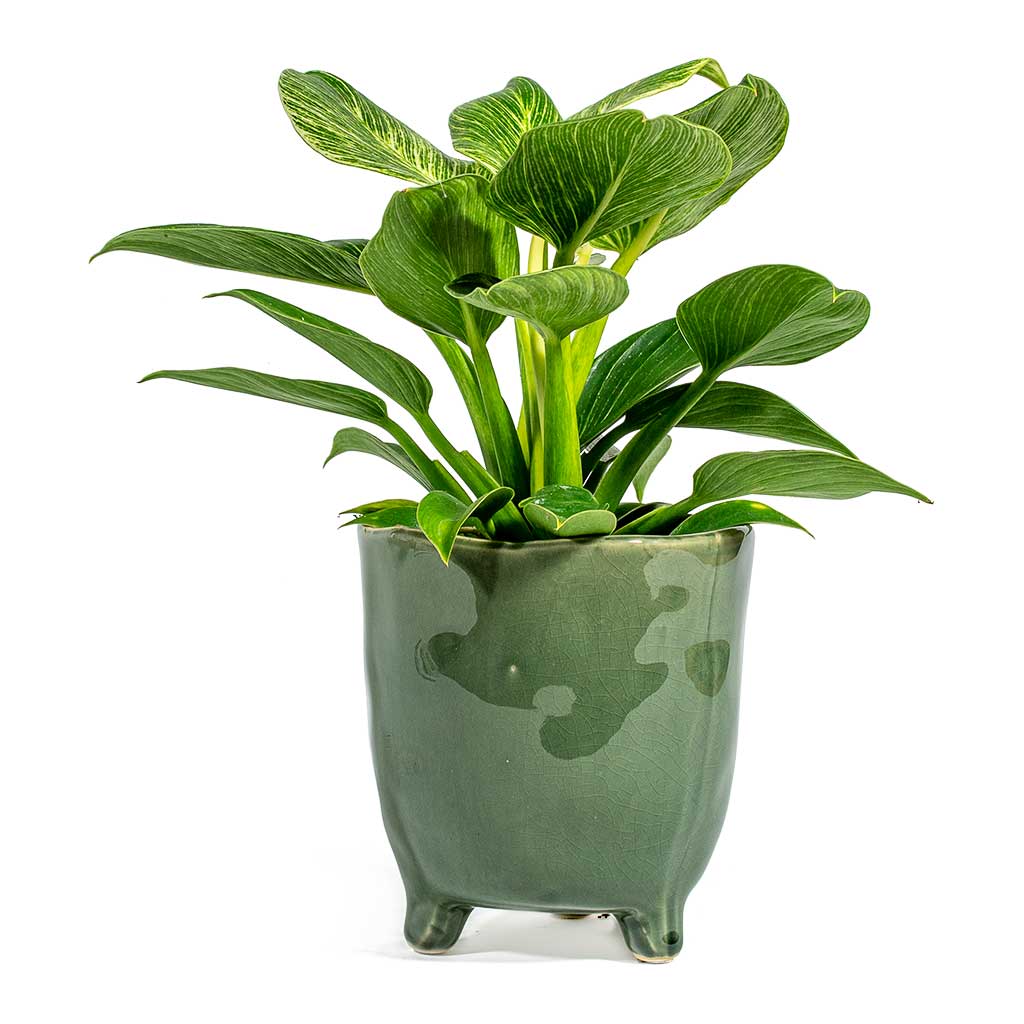Philodendron White Wave & Kaat Green Plant Pot