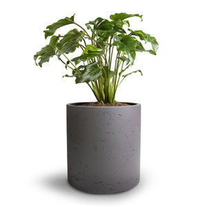 Philodendron Winterbourn - Xanadu Philodendron & Puk Plant Pot - Black Washed