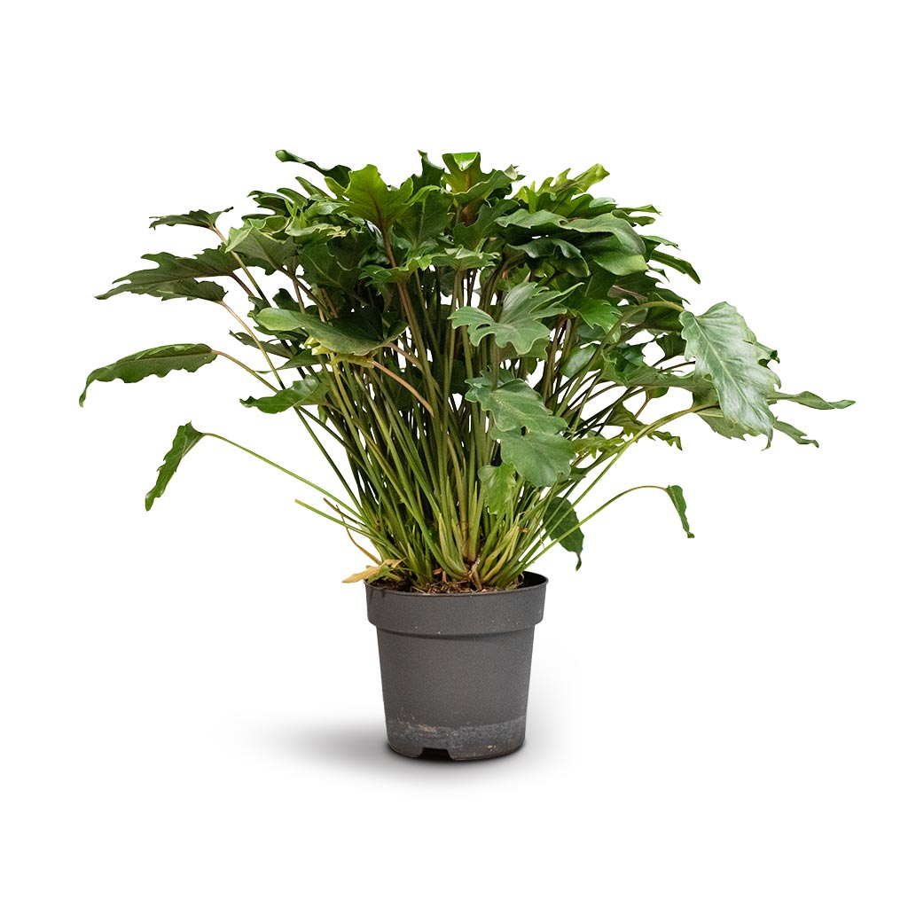 Philodendron Winterbourn - Xanadu Philodendron 21 x 60cm
