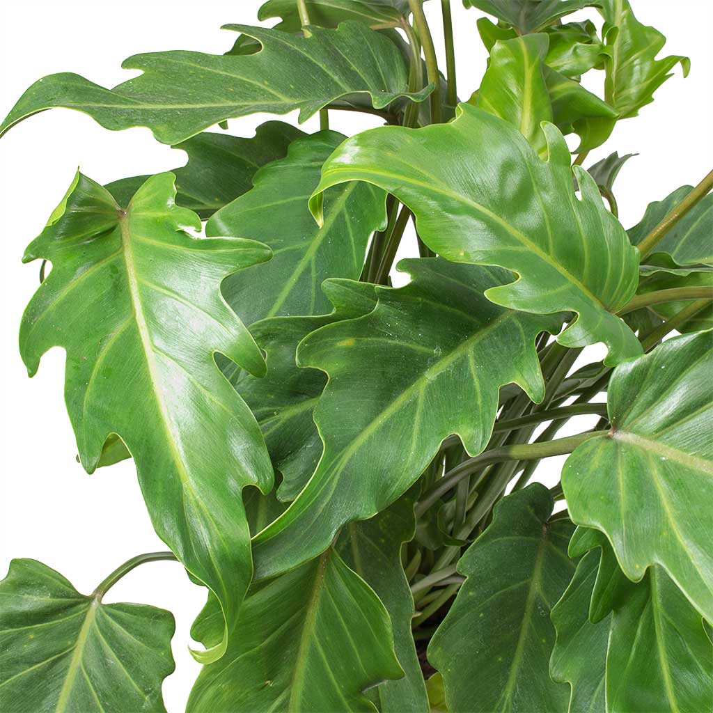 Philodendron Winterbourn - Xanadu Philodendron & Copper Patt Plant Pot