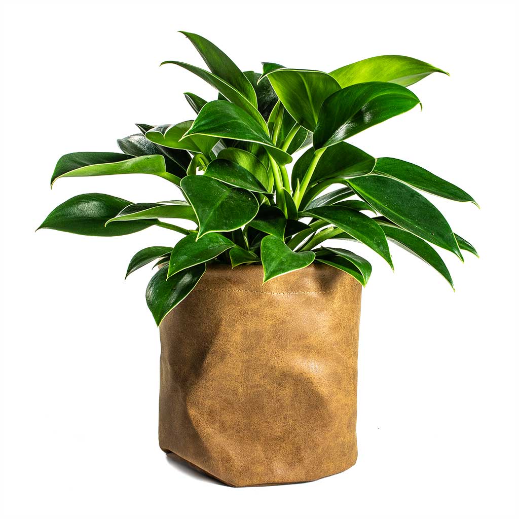 Philodendron erubescens - Green Princess & Juna Plant Pot
