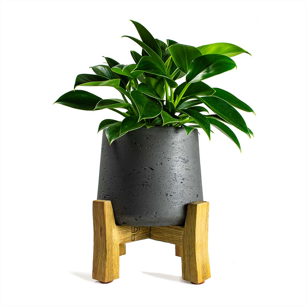 Philodendron erubescens - Green Princess & Patt Black Washed Plant Pot With Stand