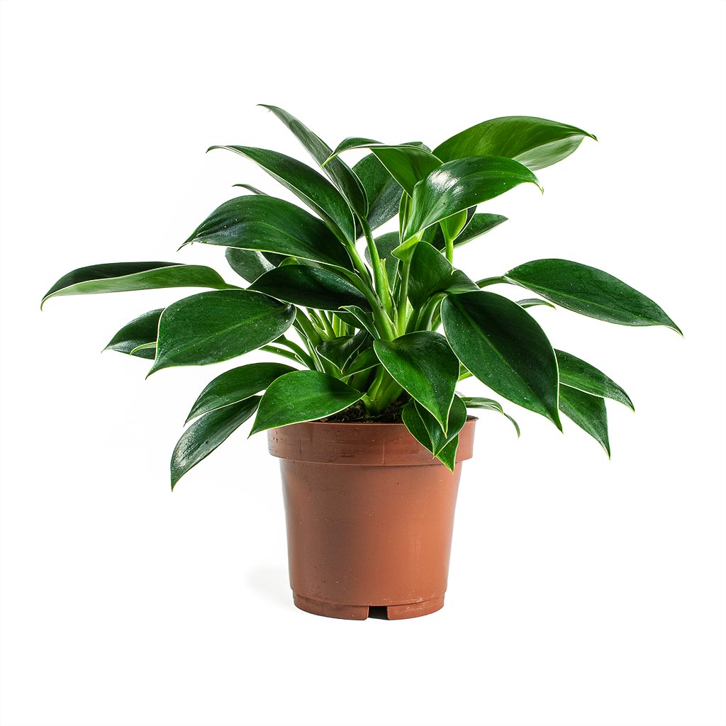 Philodendron erubescens - Green Princess Houseplant 12x25cm