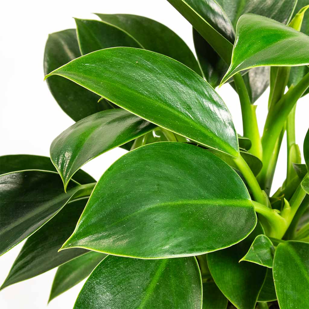 Philodendron erubescens - Green Princess Houseplant Leaves