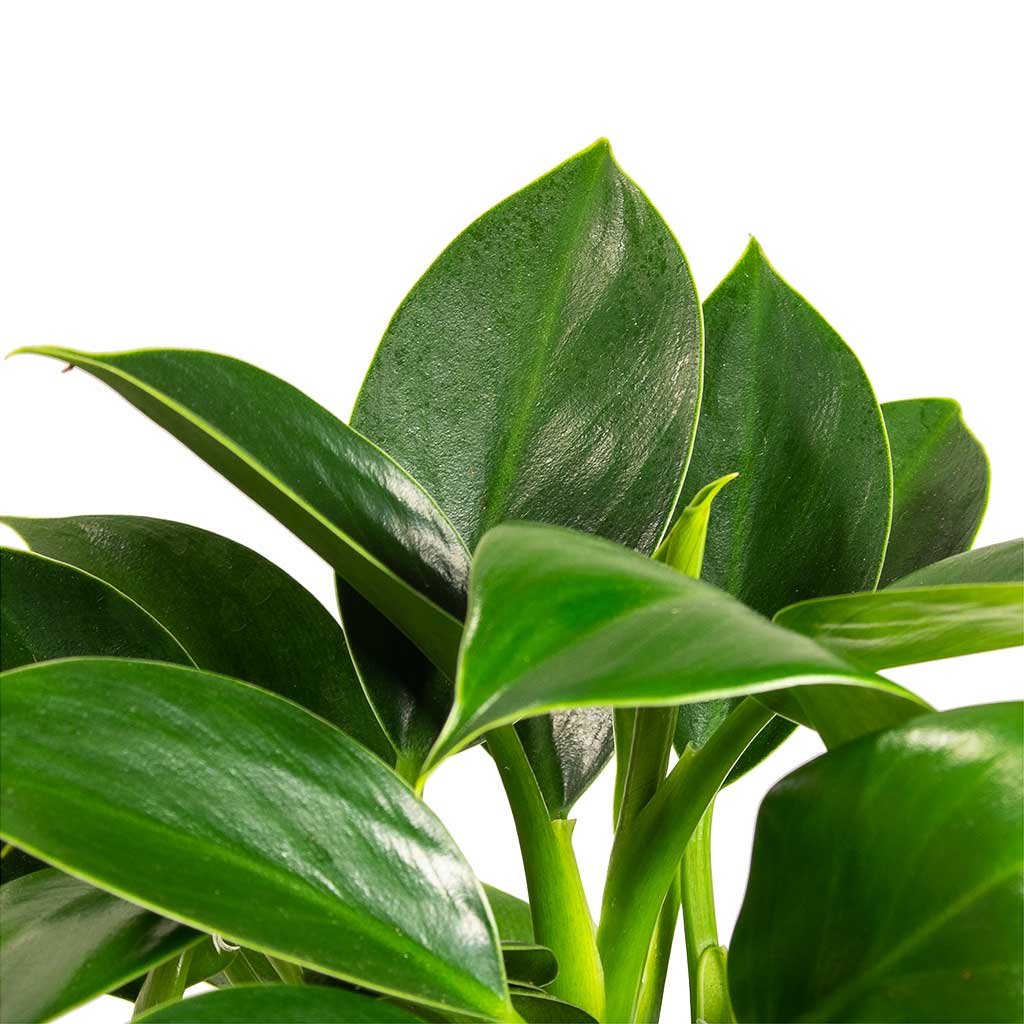 Philodendron erubescens - Green Princess Dense Leaves