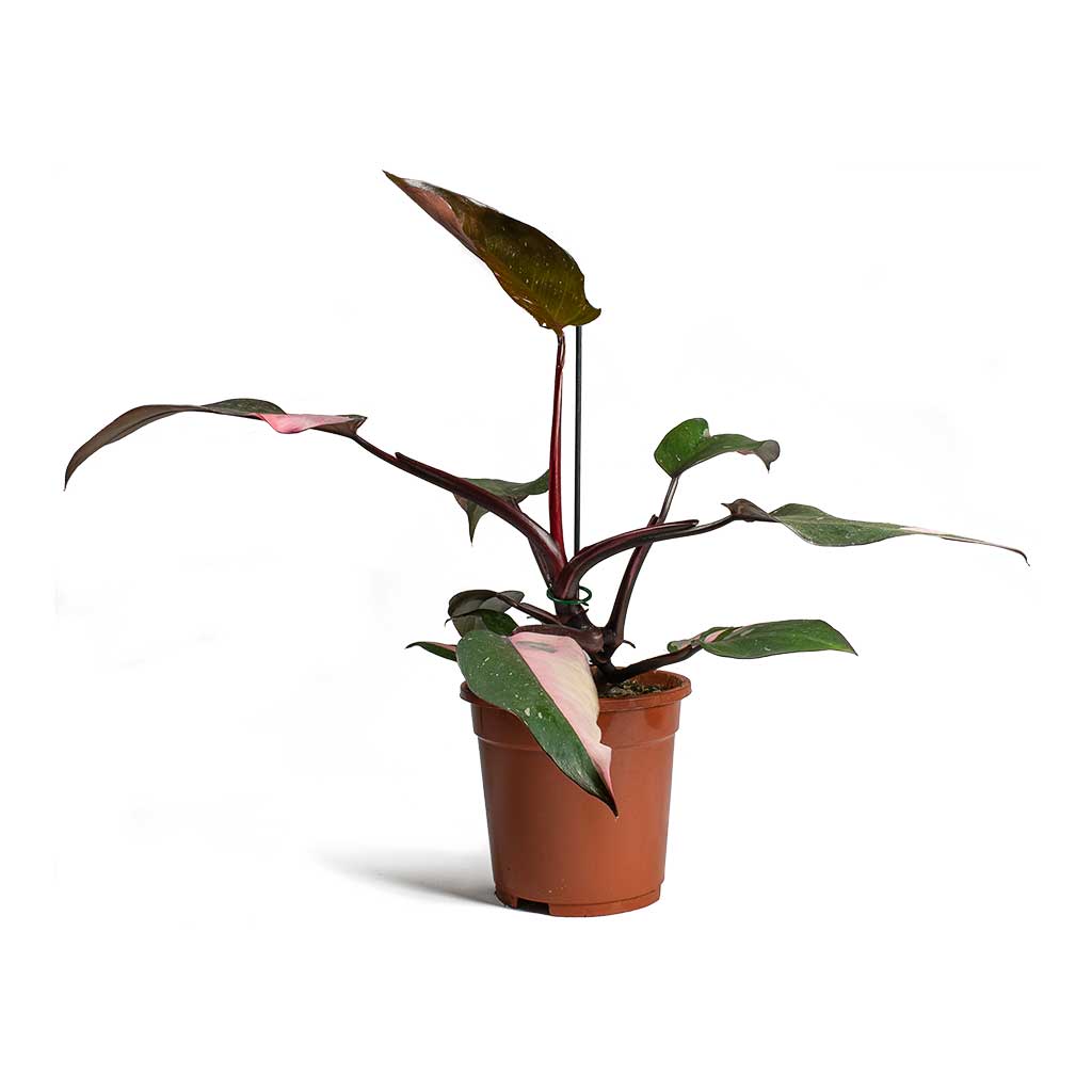 Philodendron erubescens Pink Princess Houseplants | Hortology