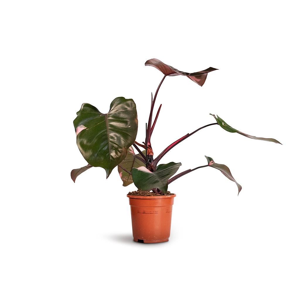 philodendron erubescens pink princess uk Philodendron erubescens Pink Princess Houseplants | Hortology