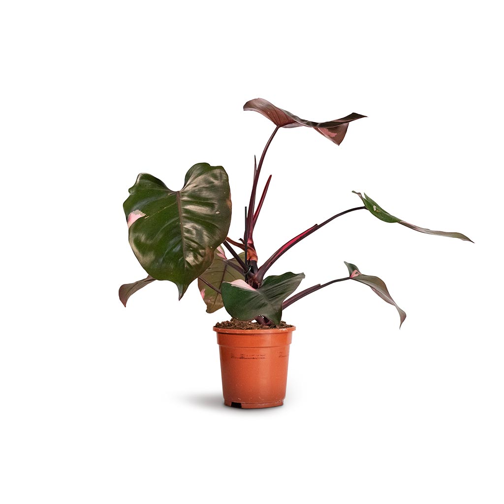 Products Philodendron erubescens Pink Princess Large