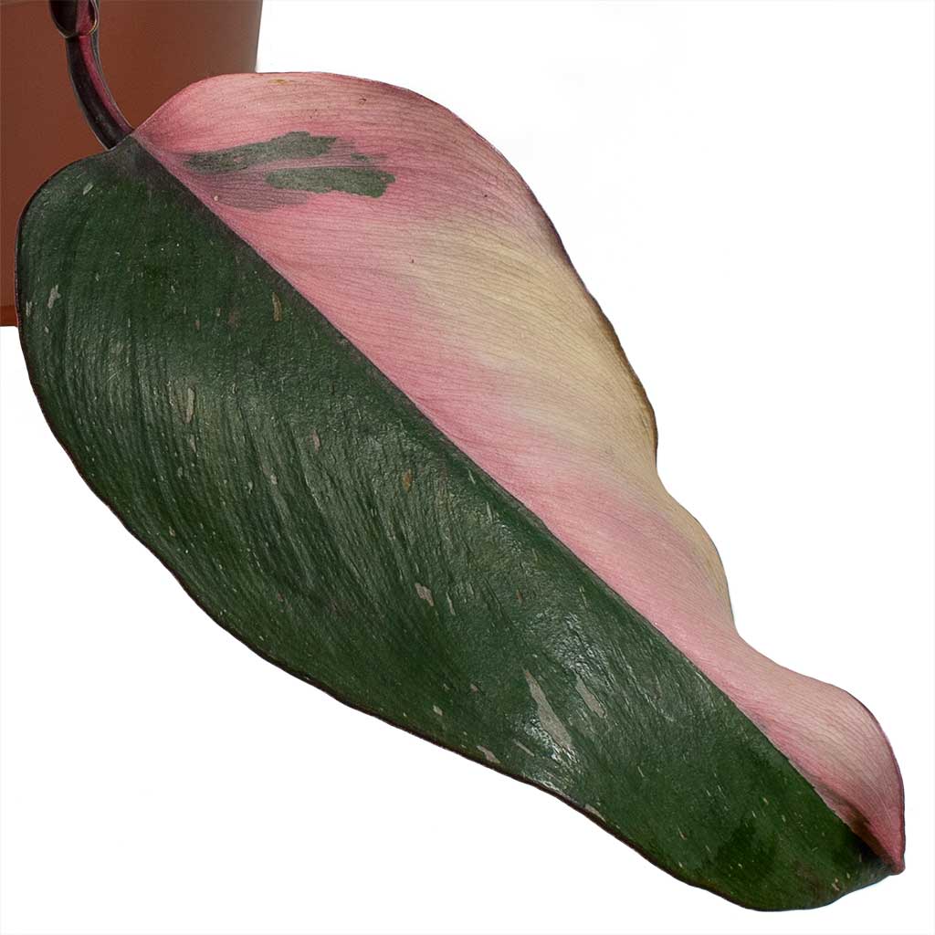 Philodendron erubescens Pink Princess small leaf