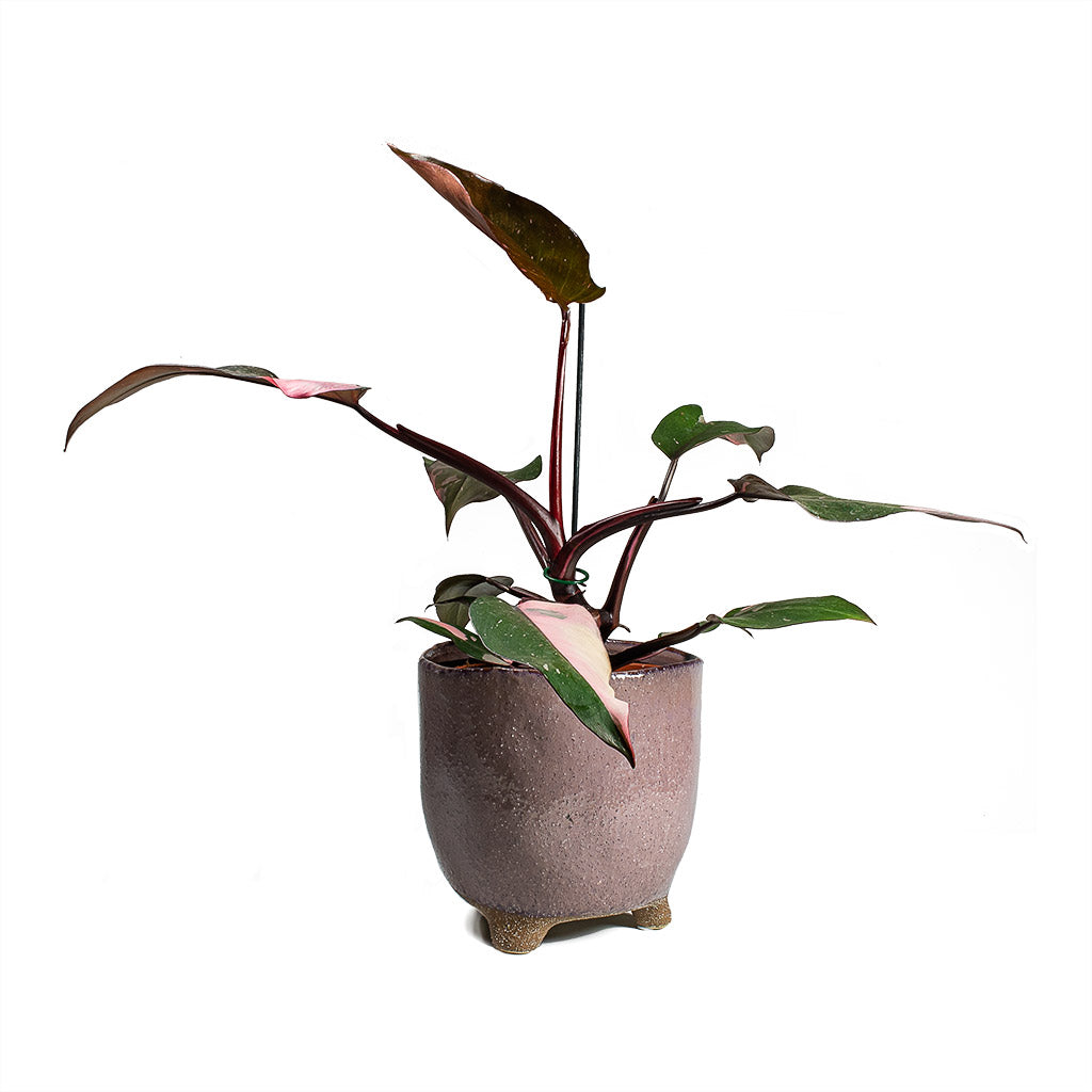 Philodendron erubescens pink Princess Houseplant &amp; Plant Pot Kaat - Old Pink