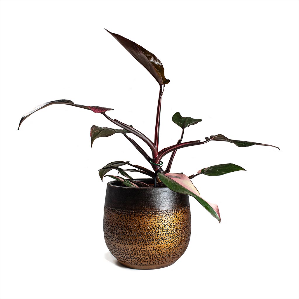 Philodendron erubescens - Pink Princess Houseplant & Plant Pot Mya Mocha 22x20cm