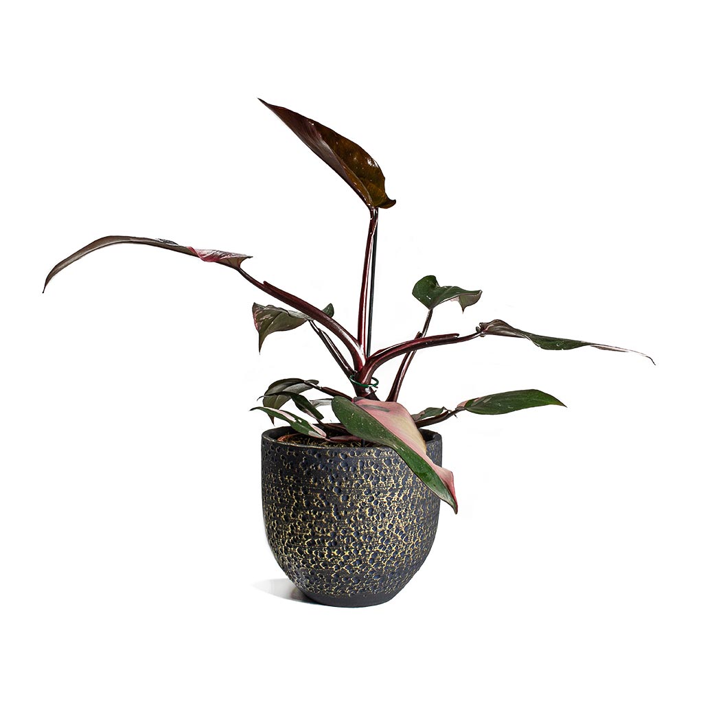 Philodendron erubescens Pink Princess Houseplant & Plant Pot Rinca - Shiny Black 21x19cm