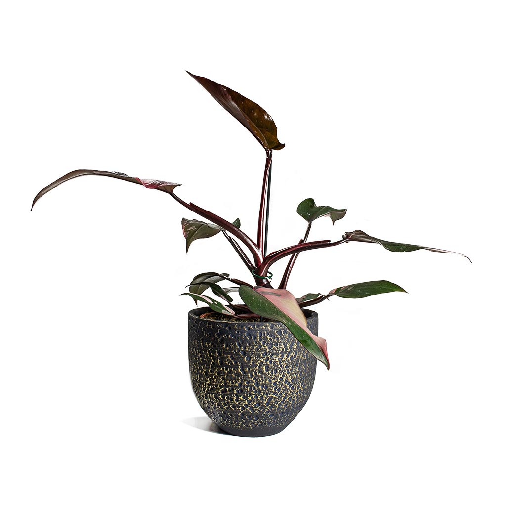 Rinca Plant Pot Shiny Midnight Quality Plant Pots Hortology