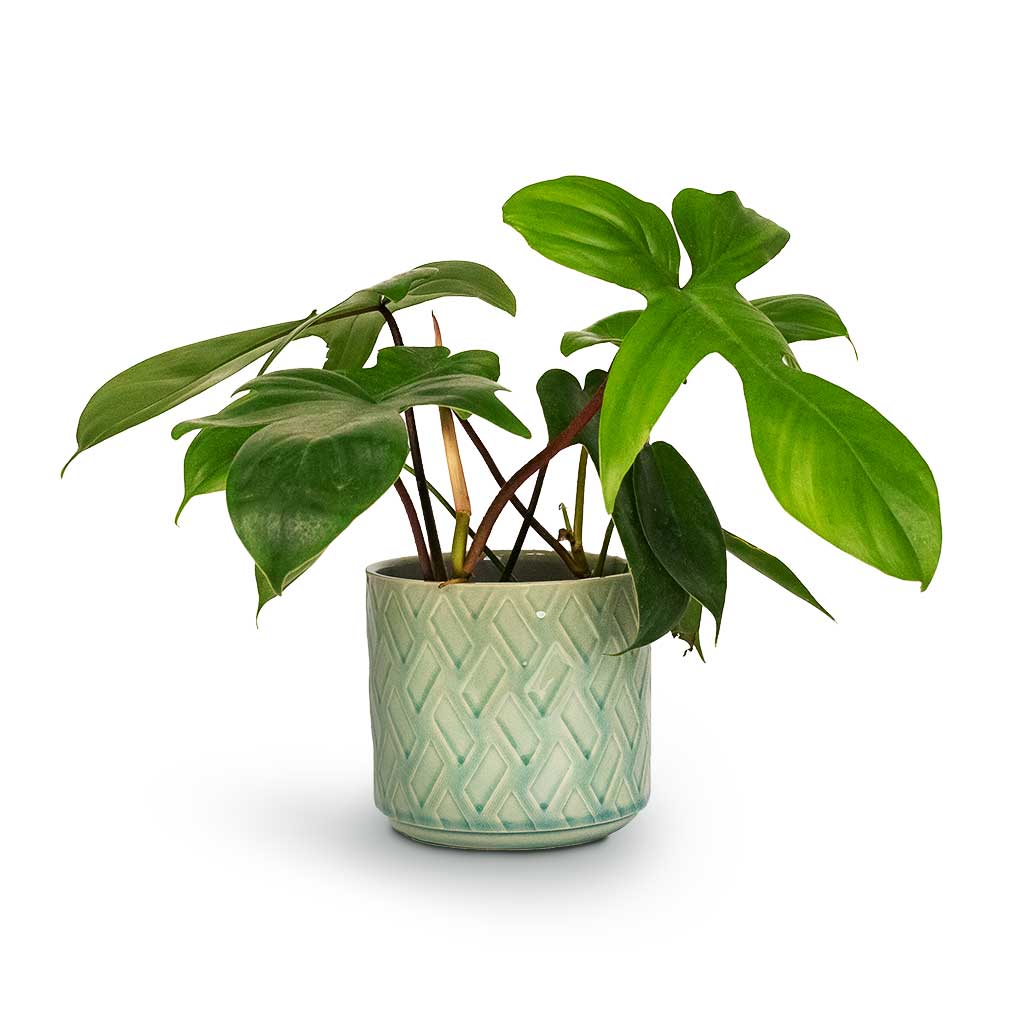 Philodendron pedatum Oak Leaf Philodendron in Barcelona Plant Pot Jade Green Celadon