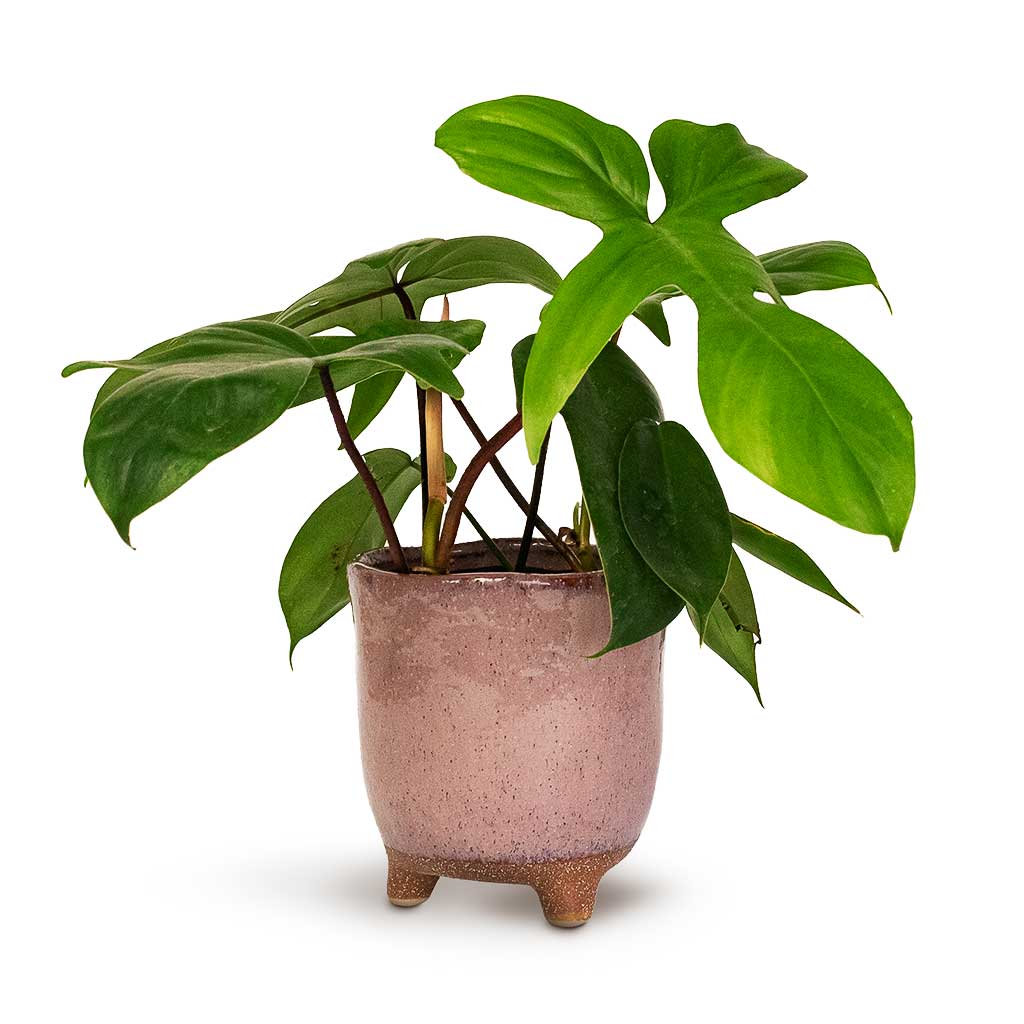 Philodendron pedatum Oak Leaf Philodendron in Kaat Plant Pot Old Pink