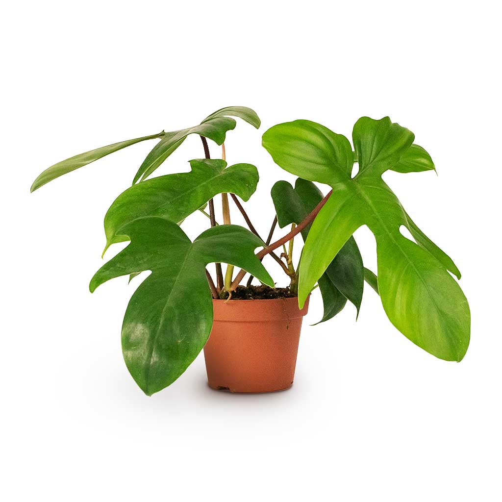 Philodendron pedatum Oak Leaf Philodendron 12x25cm