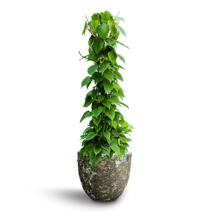 jade philodendron care Philodendron scandens Column Hydro Plants - Easy Care | Hortology
